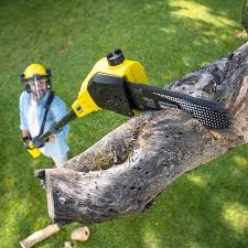 Why Choose Our Tree Removal Services in Zilwaukee, MI?